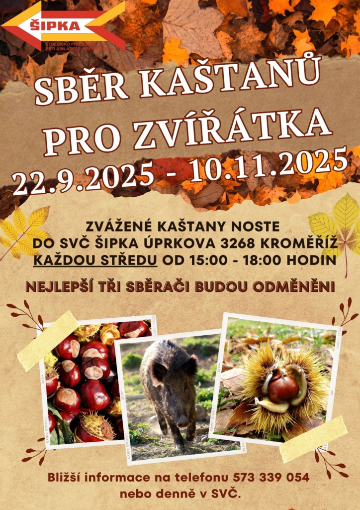 Sběr kaštanů