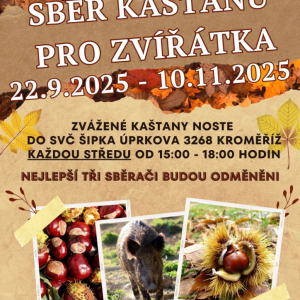 Sběr kaštanů